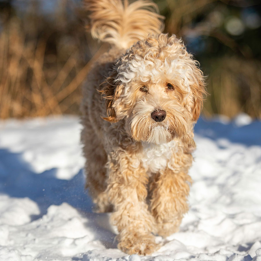 Labradoodle Loki